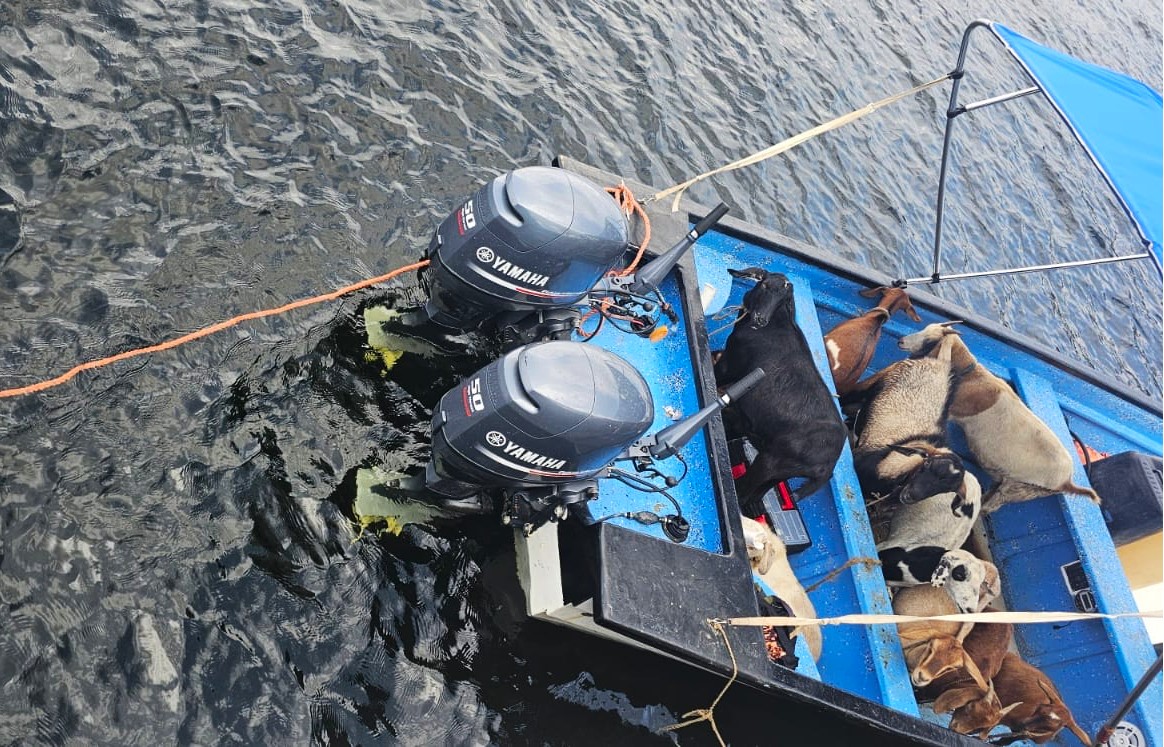 MR2 – Illegal Animals on Boat at Staubles Bay, Chaguaramas
